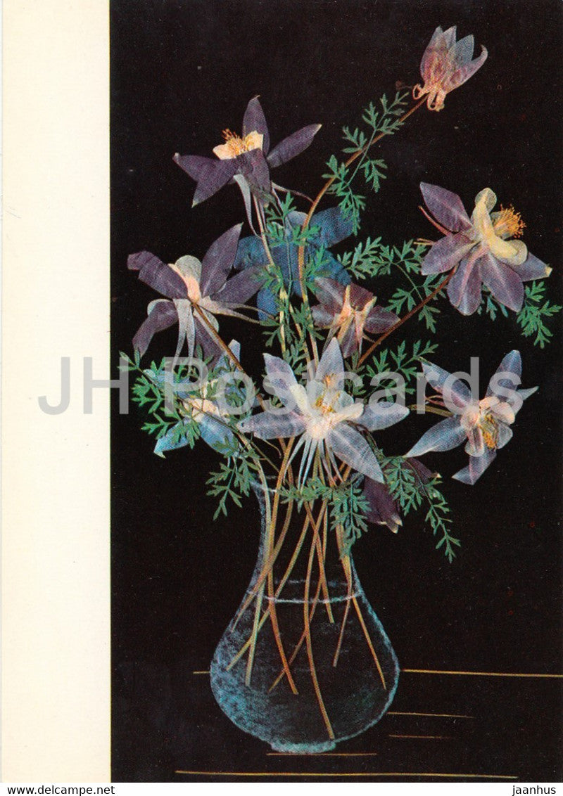 Aquilegia - Flower Art - 1971 - Russia USSR - unused - JH Postcards