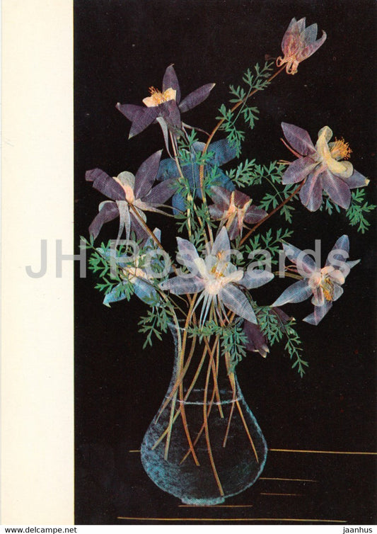 Aquilegia - Flower Art - 1971 - Russia USSR - unused - JH Postcards