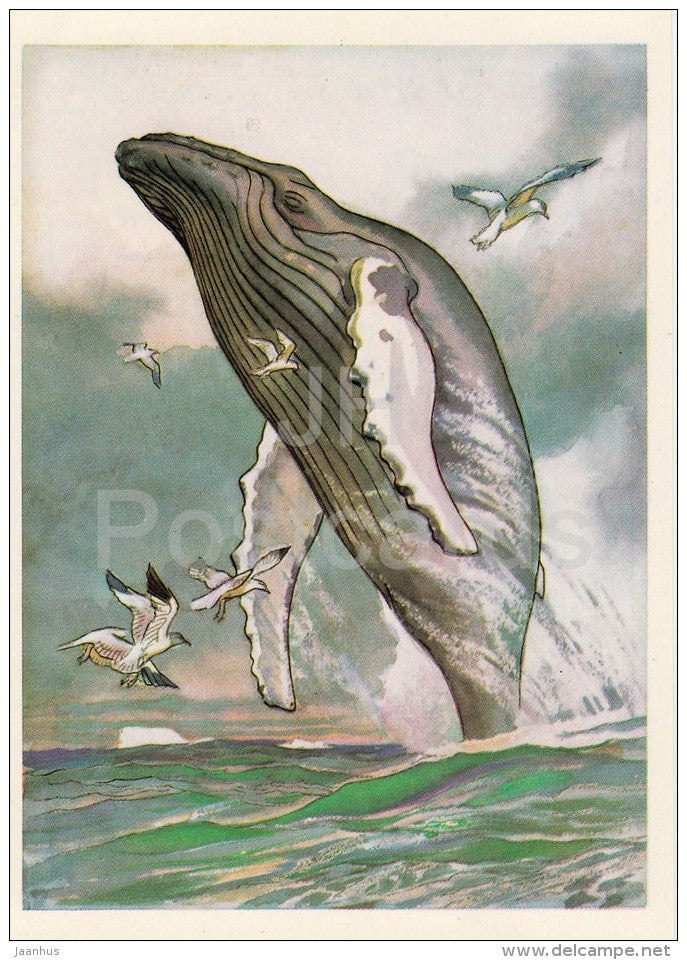Humpback whale - Megaptera novaeangliae - Endangered species - 1979 - Russia USSR - unused - JH Postcards