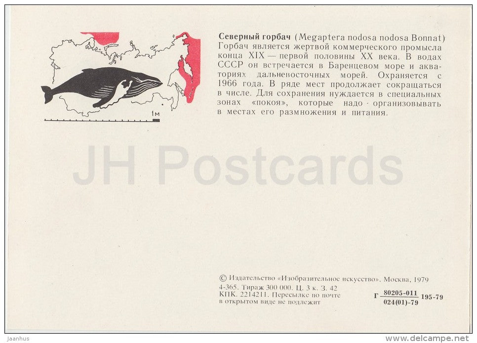 Humpback whale - Megaptera novaeangliae - Endangered species - 1979 - Russia USSR - unused - JH Postcards