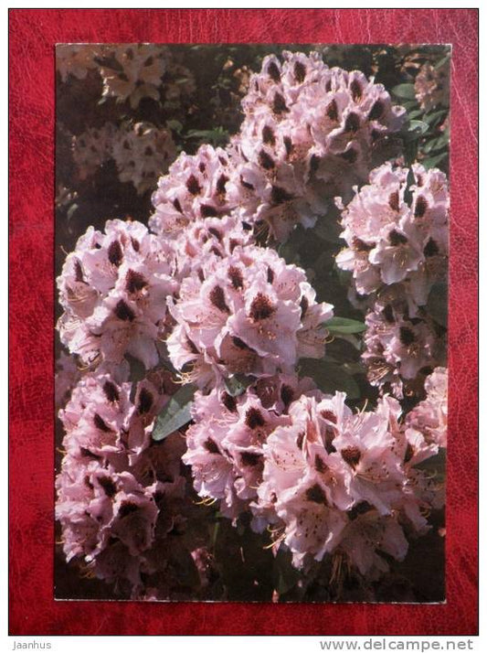 rhododendron - Humboldt -  flowers - Czechoslovakia - unused - JH Postcards