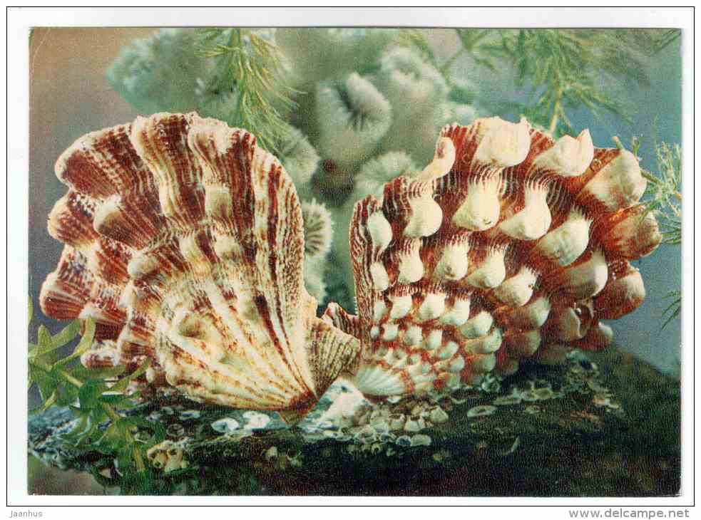 Lyropecten nodosus - shells - clams - mollusc - 1974 - Russia USSR - unused - JH Postcards