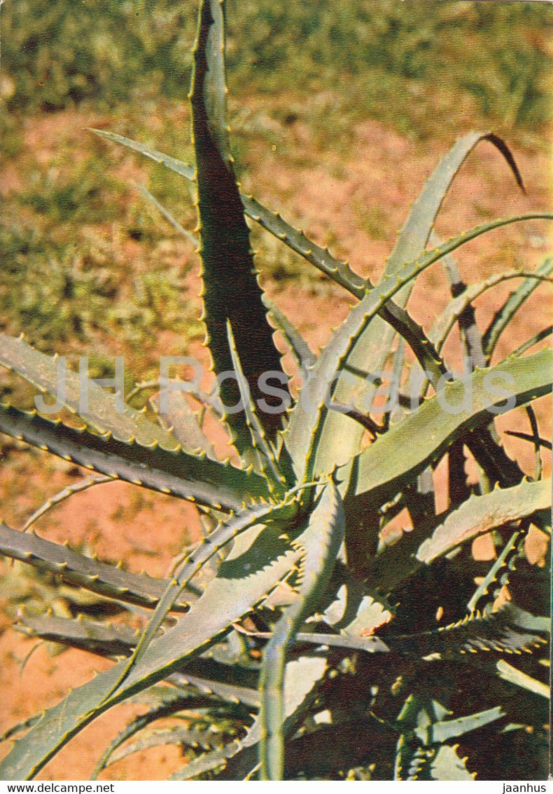 Candelabra aloe - Aloe arborescens - Medicinal Plants - 1980 - Russia USSR - unused - JH Postcards