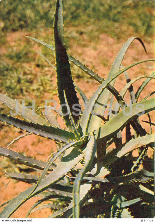 Candelabra aloe - Aloe arborescens - Medicinal Plants - 1980 - Russia USSR - unused - JH Postcards