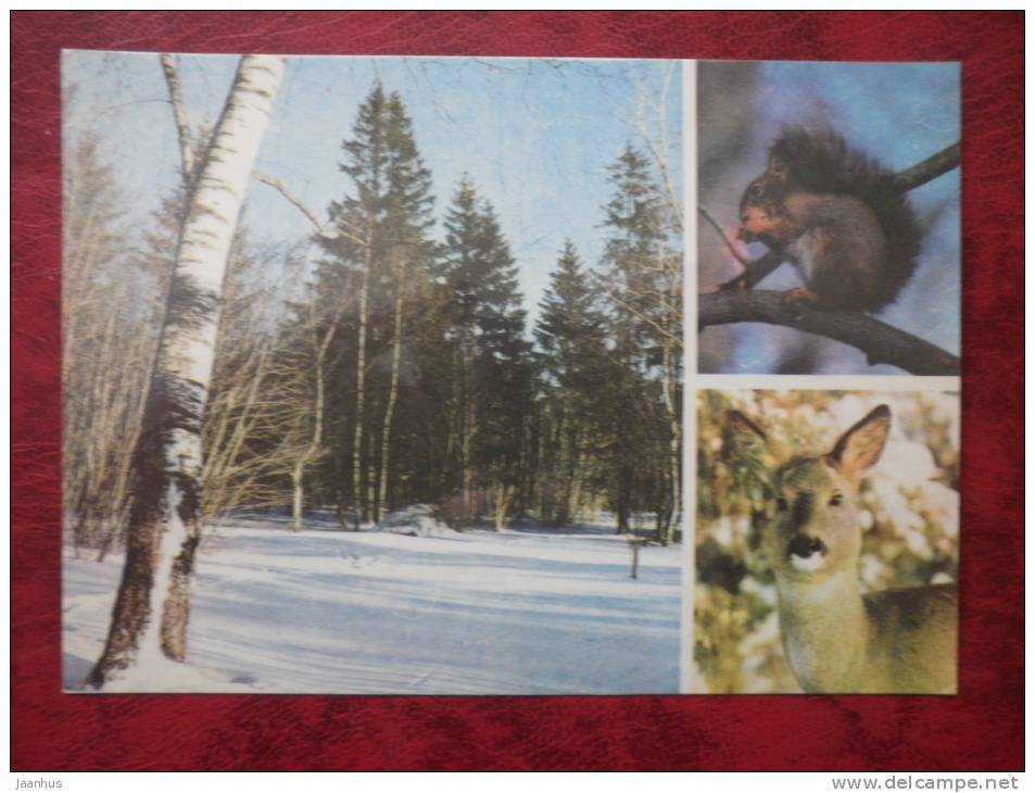 Estonian Nature - Winter woodland, squirrel, deer - USSR - 1977 - unused - JH Postcards