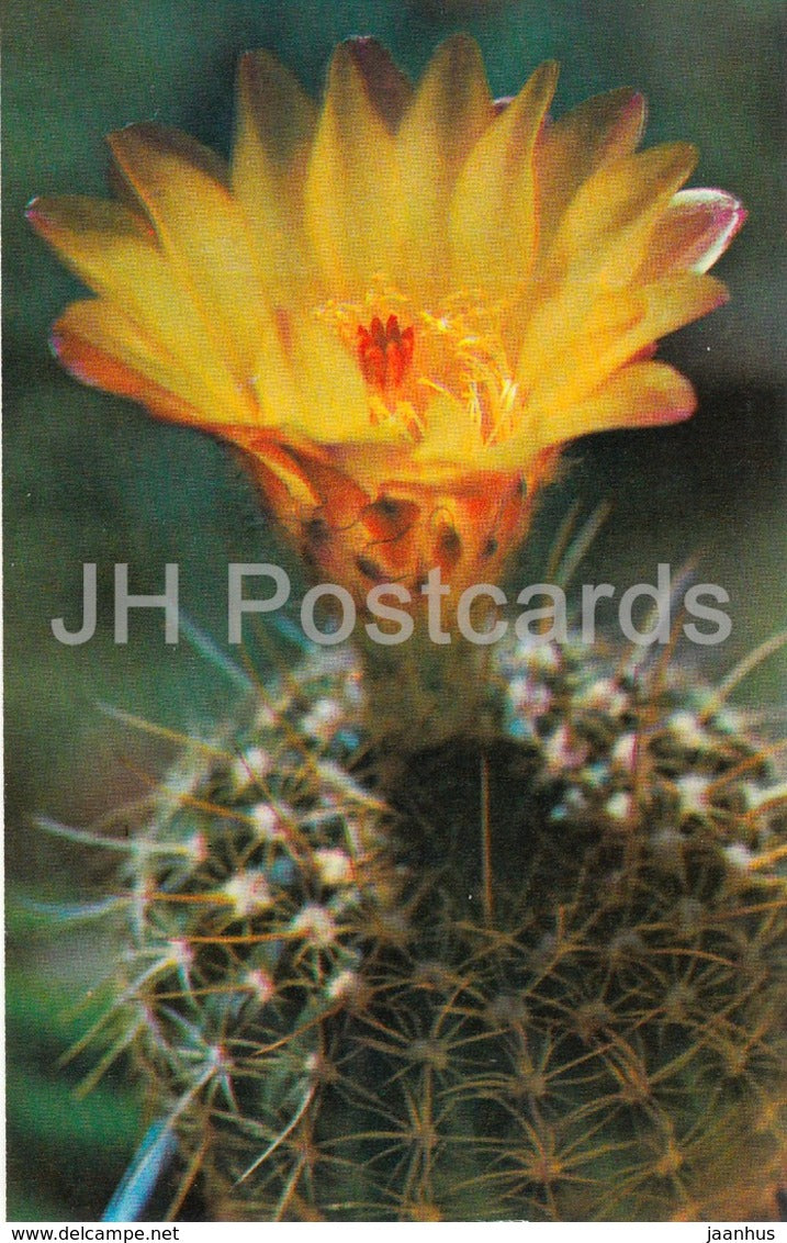 Notocactus concinnus - cactus - flowers - 1974 - Russia USSR - unused - JH Postcards