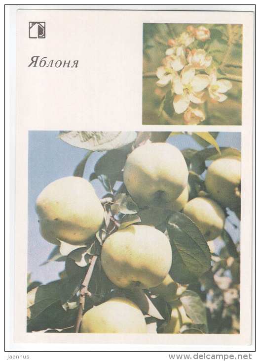 Apple - trees - fruit - 1986 - Russia USSR - unused - JH Postcards