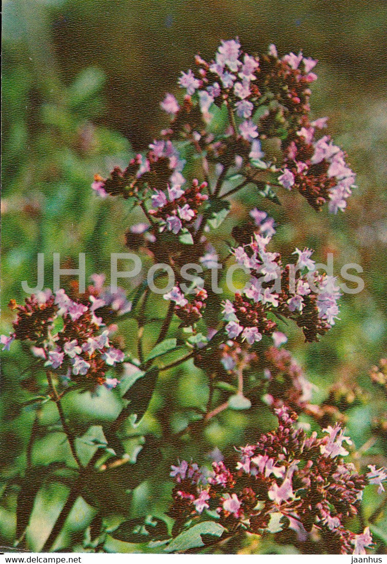 Oregano - Origanum vulgare - Medicinal Plants - 1981 - Russia USSR - unused - JH Postcards