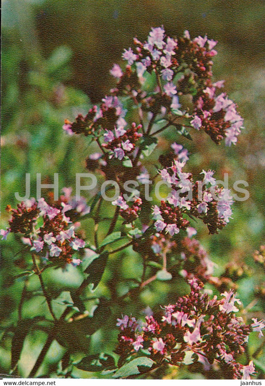 Oregano - Origanum vulgare - Medicinal Plants - 1981 - Russia USSR - unused - JH Postcards