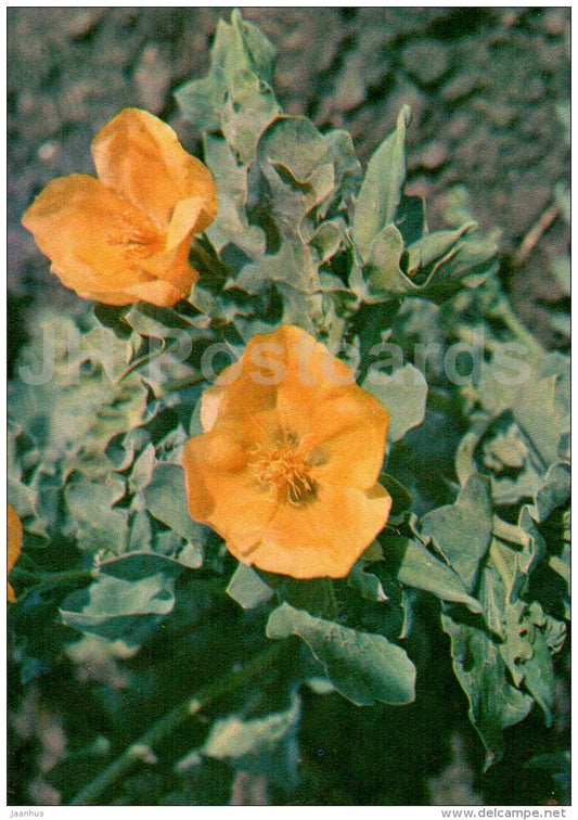 Horned Poppy - Glaucium flavum - Endangered Plants of USSR - nature - 1981 - Russia USSR - unused - JH Postcards