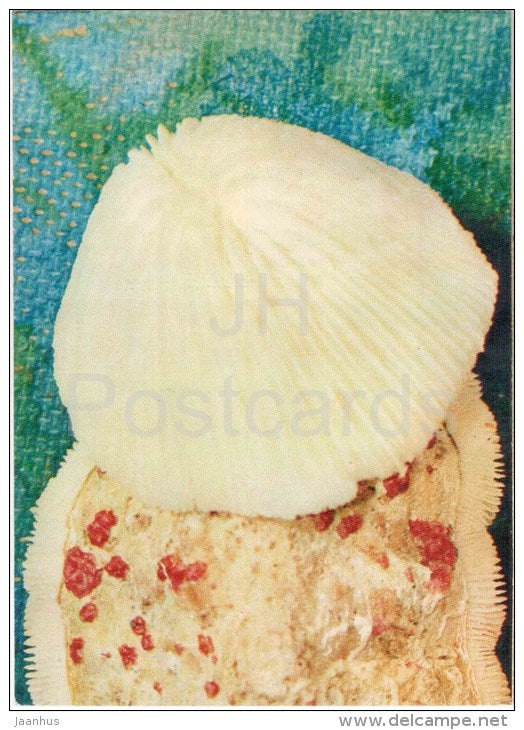 Fungia - coral - 1975 - Russia USSR - unused - JH Postcards