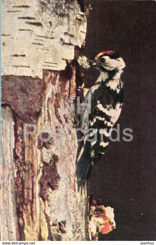Lesser spotted woodpecker - Dendrocopos minor - birds - 1968 - Russia USSR - unused - JH Postcards