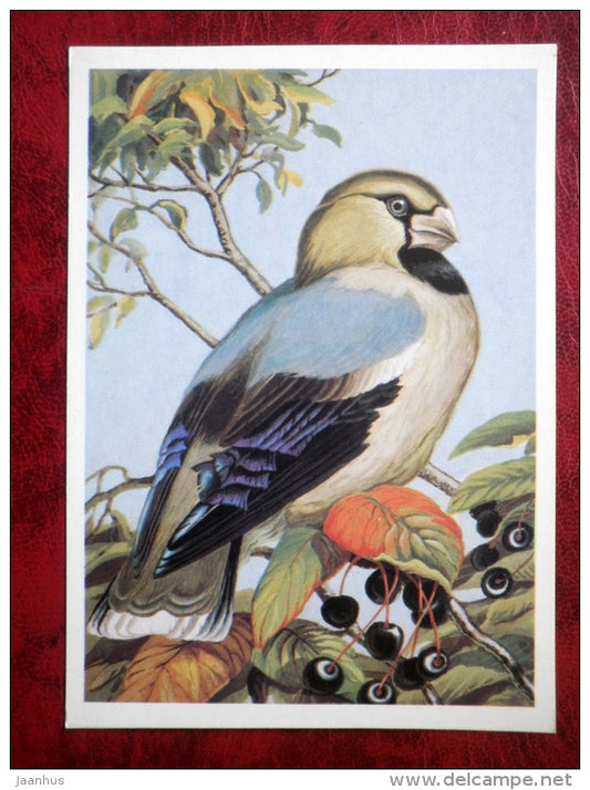 Hawfinch - Coccothraustes coccothraustes - birds - 1984 - Russia - USSR - unused - JH Postcards