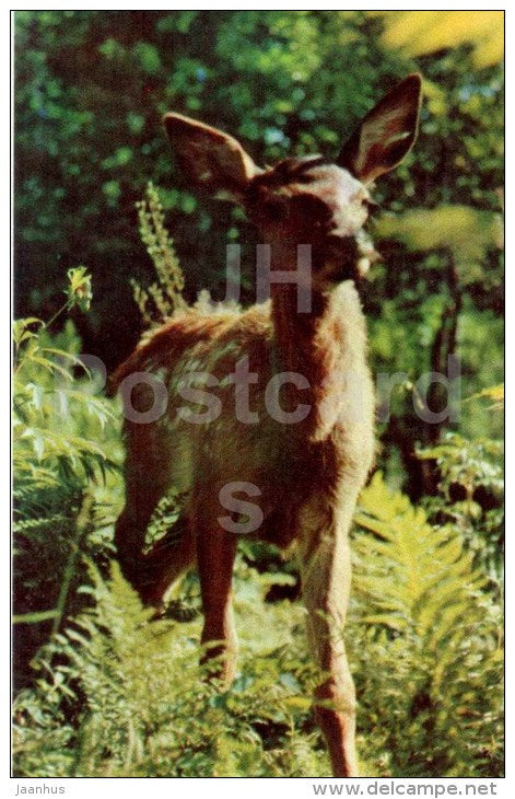deer - Lake Teletskoye - Altay - 1972 - Russia USSR - unused - JH Postcards