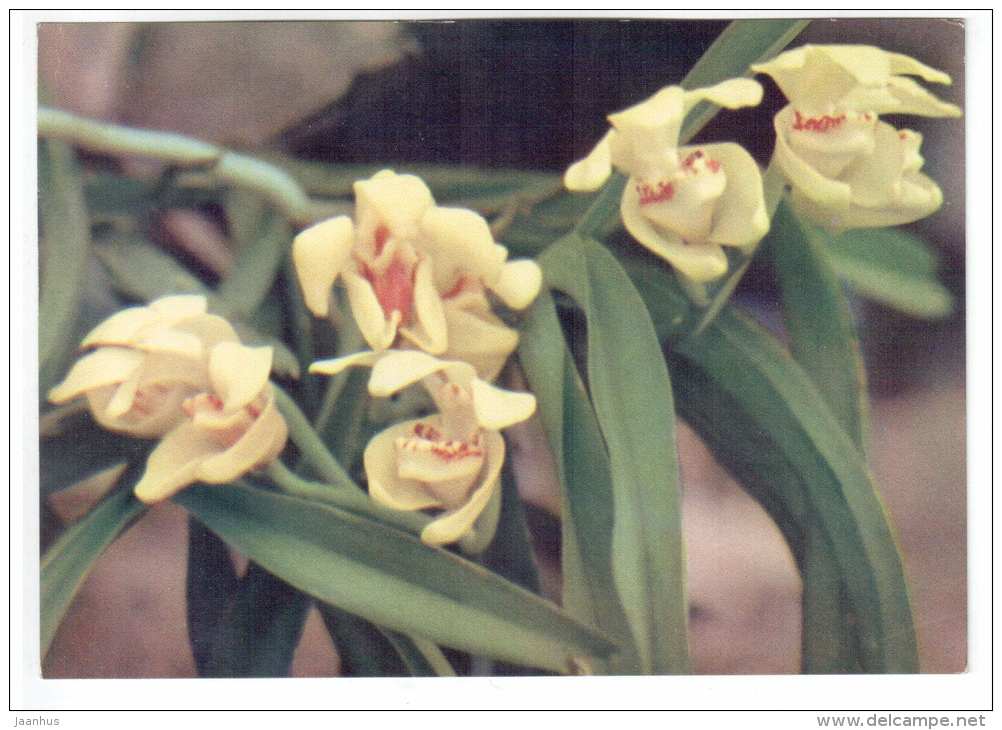 yellow orchid - flowers - Vietnam - unused - JH Postcards
