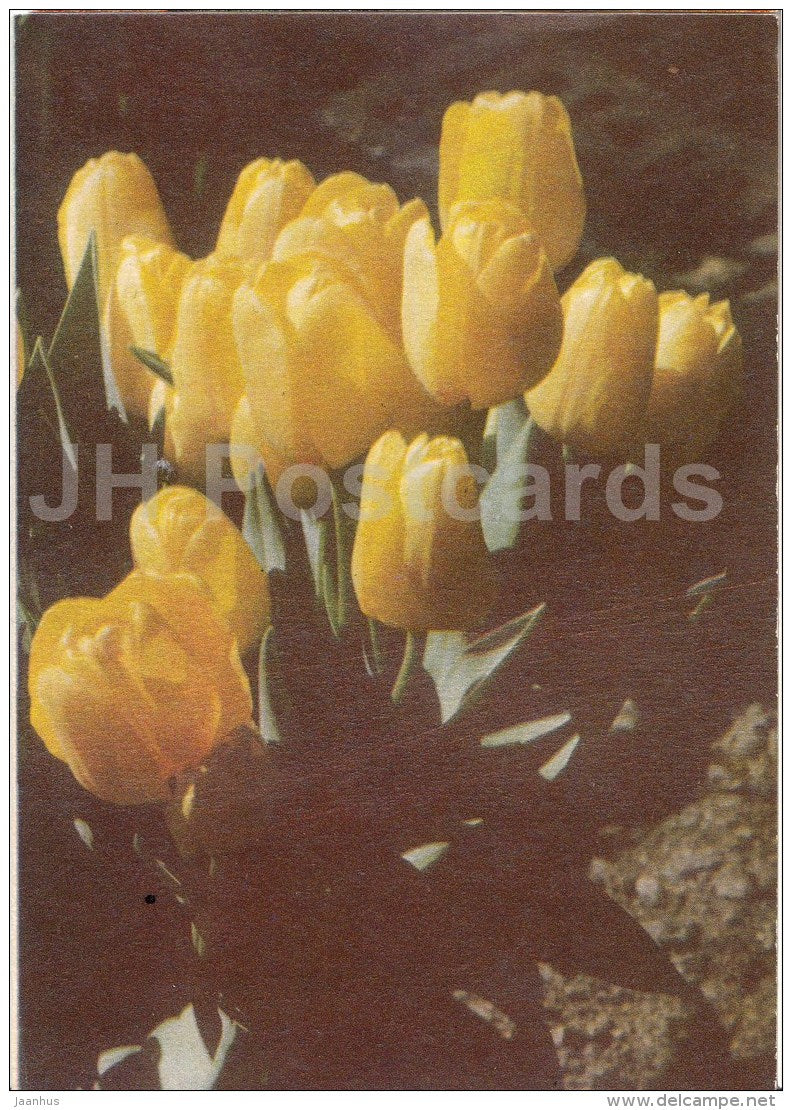 greeting card - yellow tulips - telegram - 1975 - Estonia USSR - used - JH Postcards