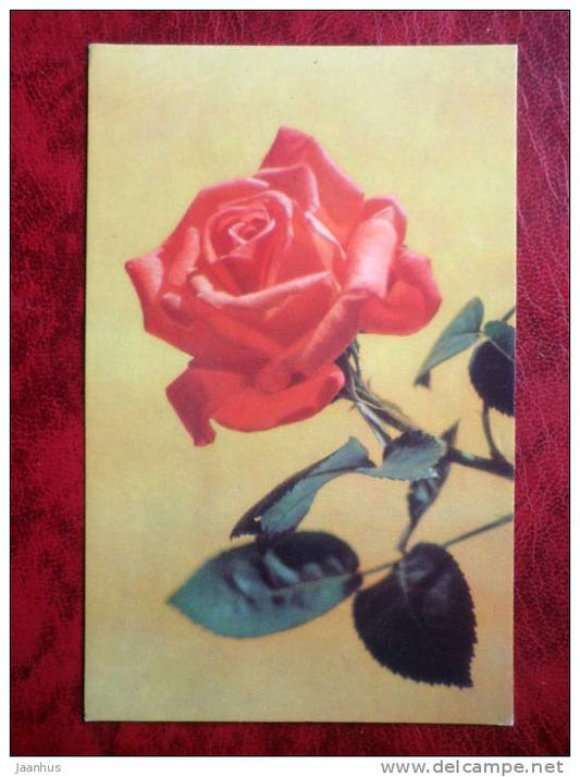 Rose - flowers - 1973 - Russia - USSR - unused - JH Postcards
