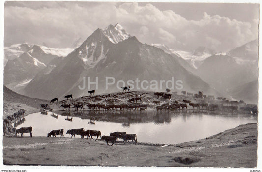 La Sage - Paysage sur le chemin du Col de Torrent - cow - 9594 - Switzerland - old postcard - used - JH Postcards