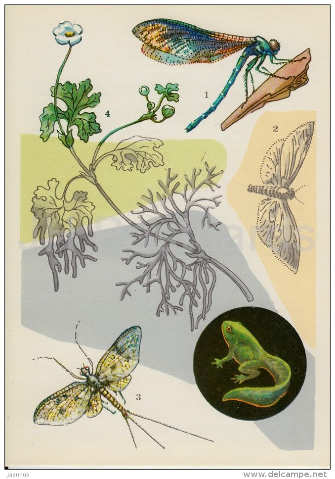 Calopterygidae , dragonfly - Acentria , moth - Mayfly - Buttercup - Life in Water - 1977 - Russia USSR - unused - JH Postcards