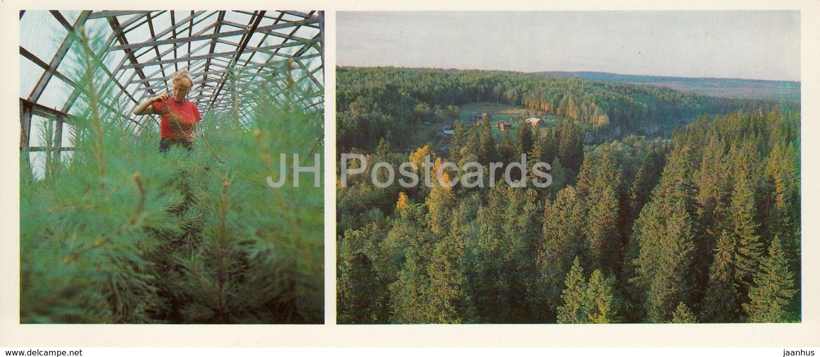 Syktyvkar Forest Farm - Taiga Forest - Komi Republic - 1984 - Russia USSR - unused - JH Postcards