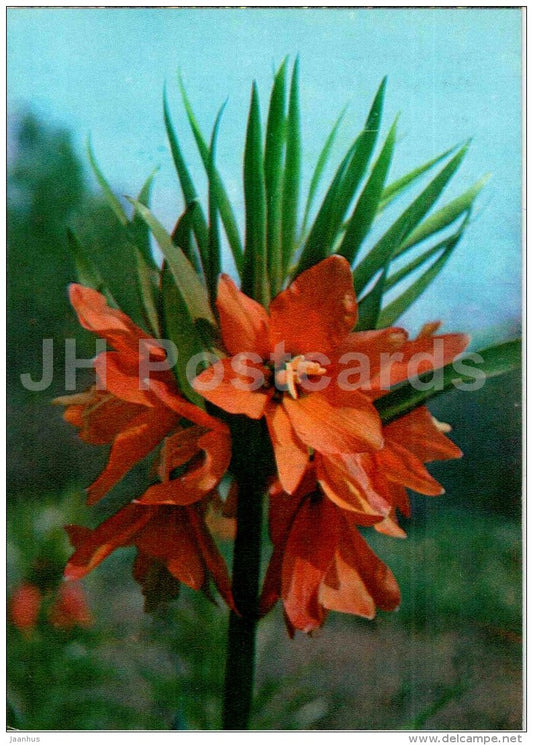 Petilium eduardii - Endangered Plants of USSR - nature - 1981 - Russia USSR - unused - JH Postcards
