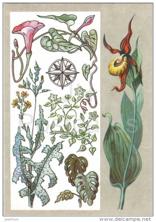 lettuce - monstera - wood louse - Morning Glory - Indicator Plants - Amazing Plants - 1976 - Russia USSR - unused - JH Postcards