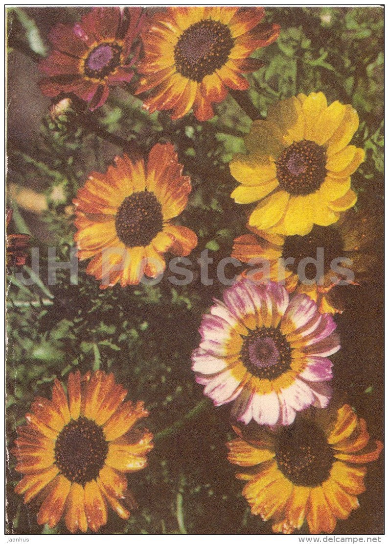 greeting card - flowers tulips - telegram - 1979 - Estonia USSR - used - JH Postcards