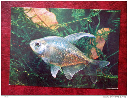 Diamond Tetra - Moenkhausia pittieri - aquarium fish - 1980 - Russia USSR - unused - JH Postcards