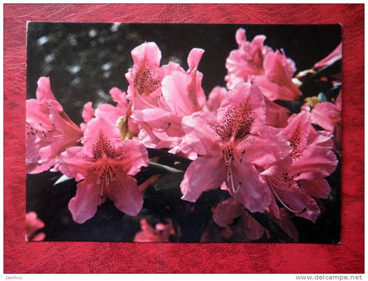 rhododendron - Cosmopolitan -  flowers - Czechoslovakia - unused - JH Postcards