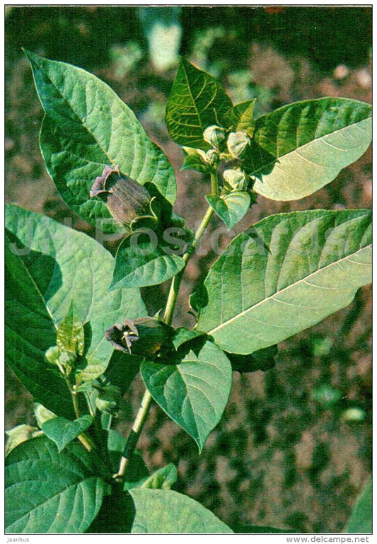 Belladonna - Atropa belladonna - Endangered Plants of USSR - nature - 1981 - Russia USSR - unused - JH Postcards