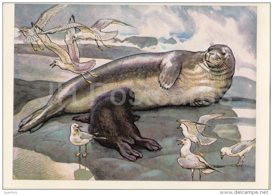 Mediterranean monk seal - Monachus monachus - Endangered species - 1979 - Russia USSR - unused - JH Postcards