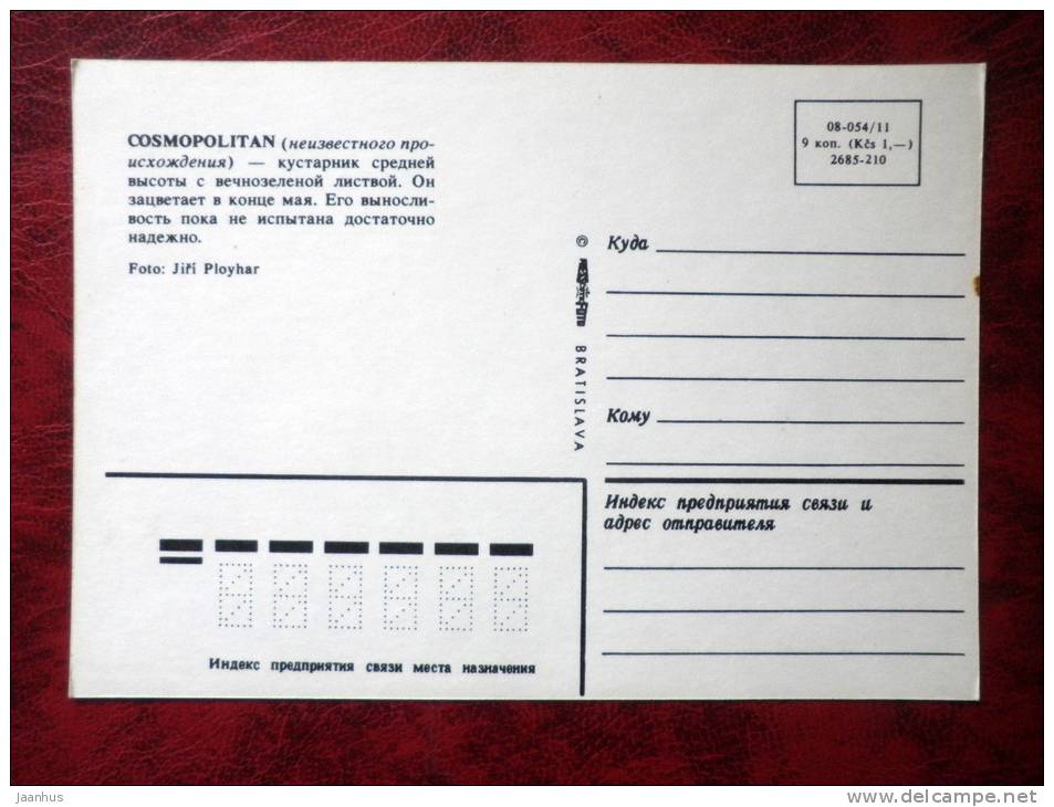 rhododendron - Cosmopolitan -  flowers - Czechoslovakia - unused - JH Postcards