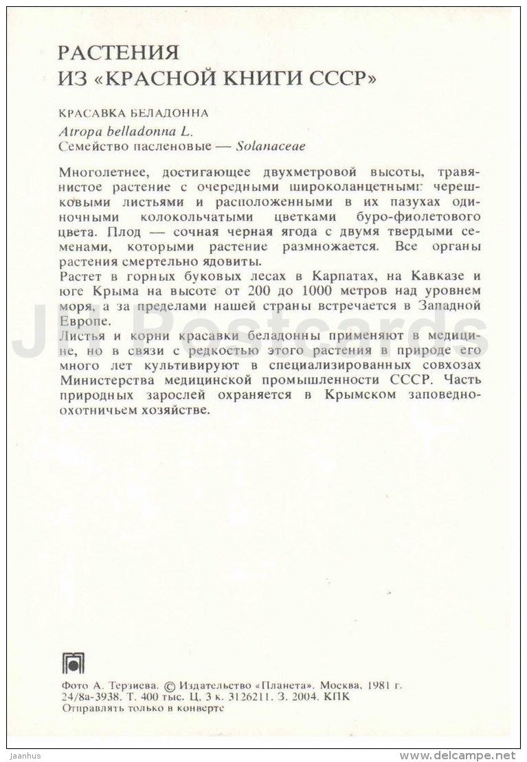 Belladonna - Atropa belladonna - Endangered Plants of USSR - nature - 1981 - Russia USSR - unused - JH Postcards