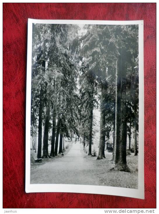 Pushkin National Park - Mikhailovskoye - fir alley - 1958 - Russia - USSR - unused - JH Postcards