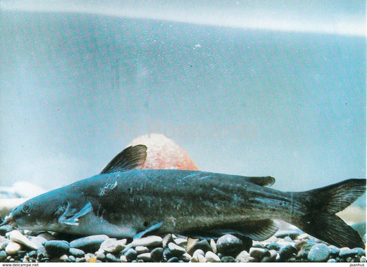 Brown bullhead - fish - Oceanarium in Batumi - 1989 - Georgia USSR - unused - JH Postcards