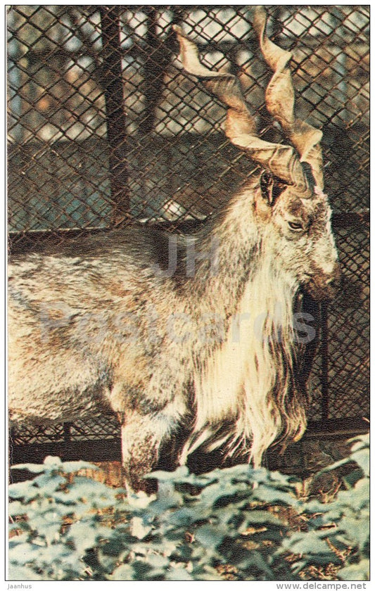 Screw-Horned Goat - Zoo - animal - 1969 - unused - JH Postcards