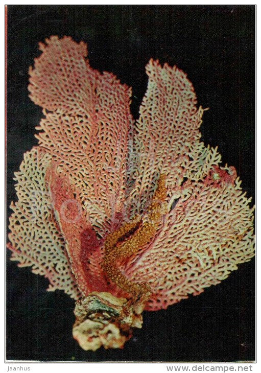 The Wide-Mesh Sea Fan - Gorgonia mariae - coral - 1975 - Russia USSR - unused - JH Postcards