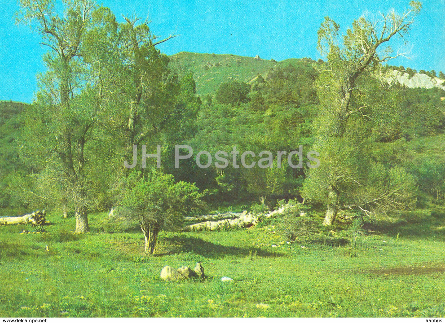 poplar grove - Nature Trails - 1981 - Uzbekistan USSR - unused - JH Postcards
