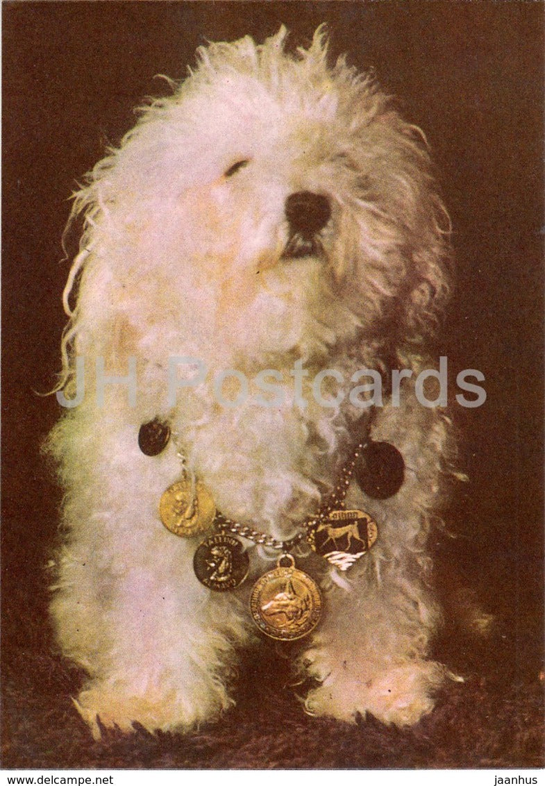 Bolognese - dogs - animals - 1977 - Estonia USSR - unused - JH Postcards