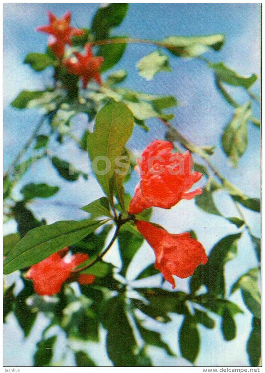 Pomegranate - Punica granatum - Endangered Plants of USSR - nature - 1981 - Russia USSR - unused - JH Postcards