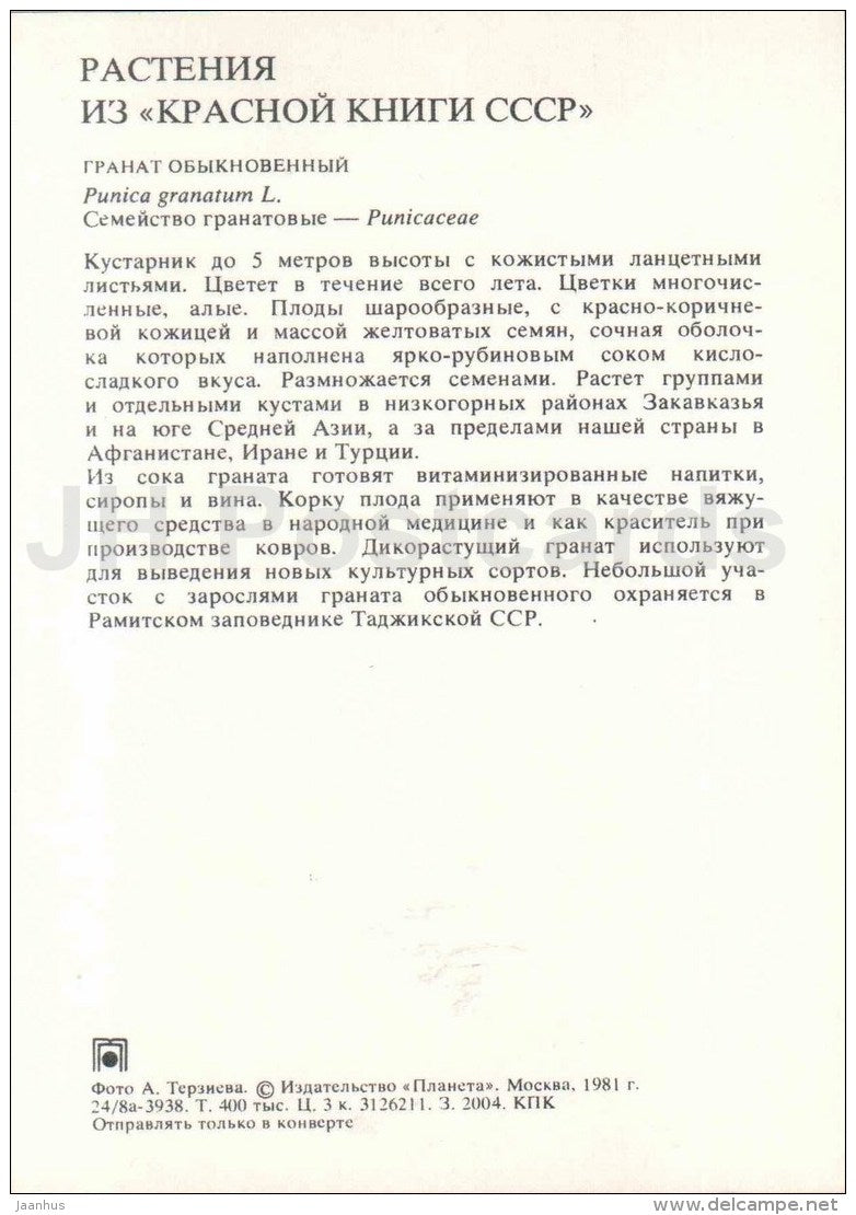 Pomegranate - Punica granatum - Endangered Plants of USSR - nature - 1981 - Russia USSR - unused - JH Postcards