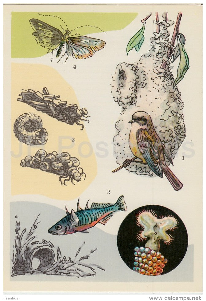 Eurasian penduline tit , bird - Stickleback , fish - Caddisfly -  Life in Water - 1977 - Russia USSR - unused - JH Postcards