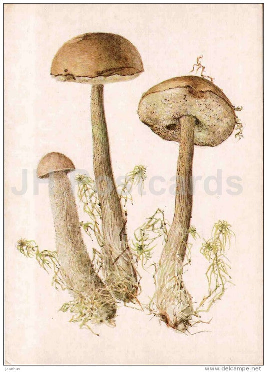 Rough-stemmed Bolete - Leccinum scabrum - mushroom - 1986 - Russia USSR - unused - JH Postcards