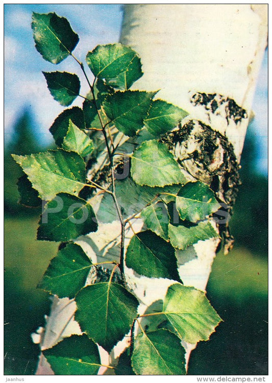 Silver birch - Betula pendula - Medicinal Plants - 1983 - Russia USSR - unused - JH Postcards
