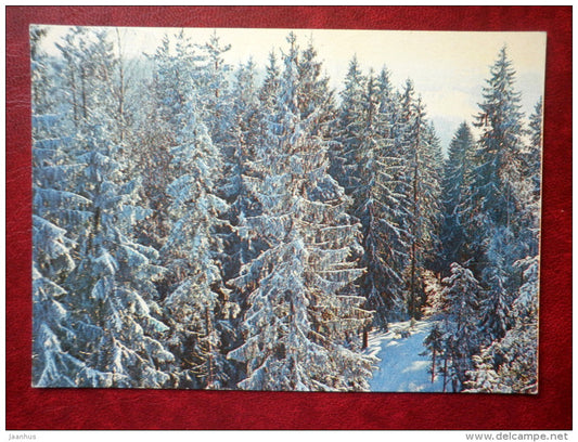 New Year Greeting card - winter Spruce Fir Forest - 1981 - Estonia USSR - used - JH Postcards