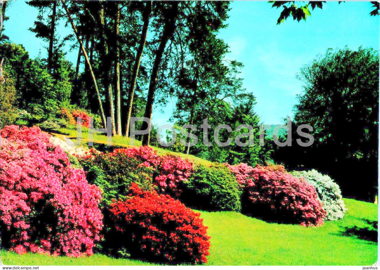 Bellagio - Lago di Como - Giardini di Villa Melzi - Fioritura delle Azalee - Azalea - 115-094 - 1984 - Italy - used - JH Postcards
