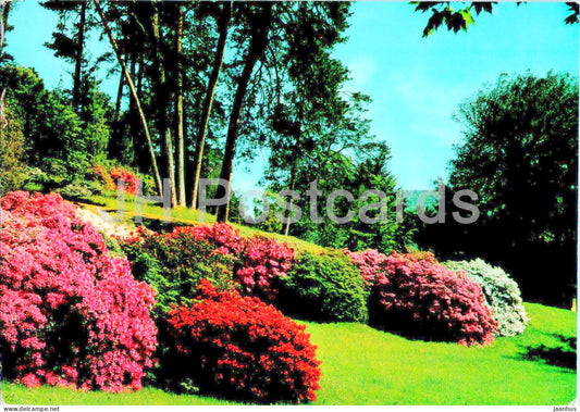 Bellagio - Lago di Como - Giardini di Villa Melzi - Fioritura delle Azalee - Azalea - 115-094 - 1984 - Italy - used - JH Postcards