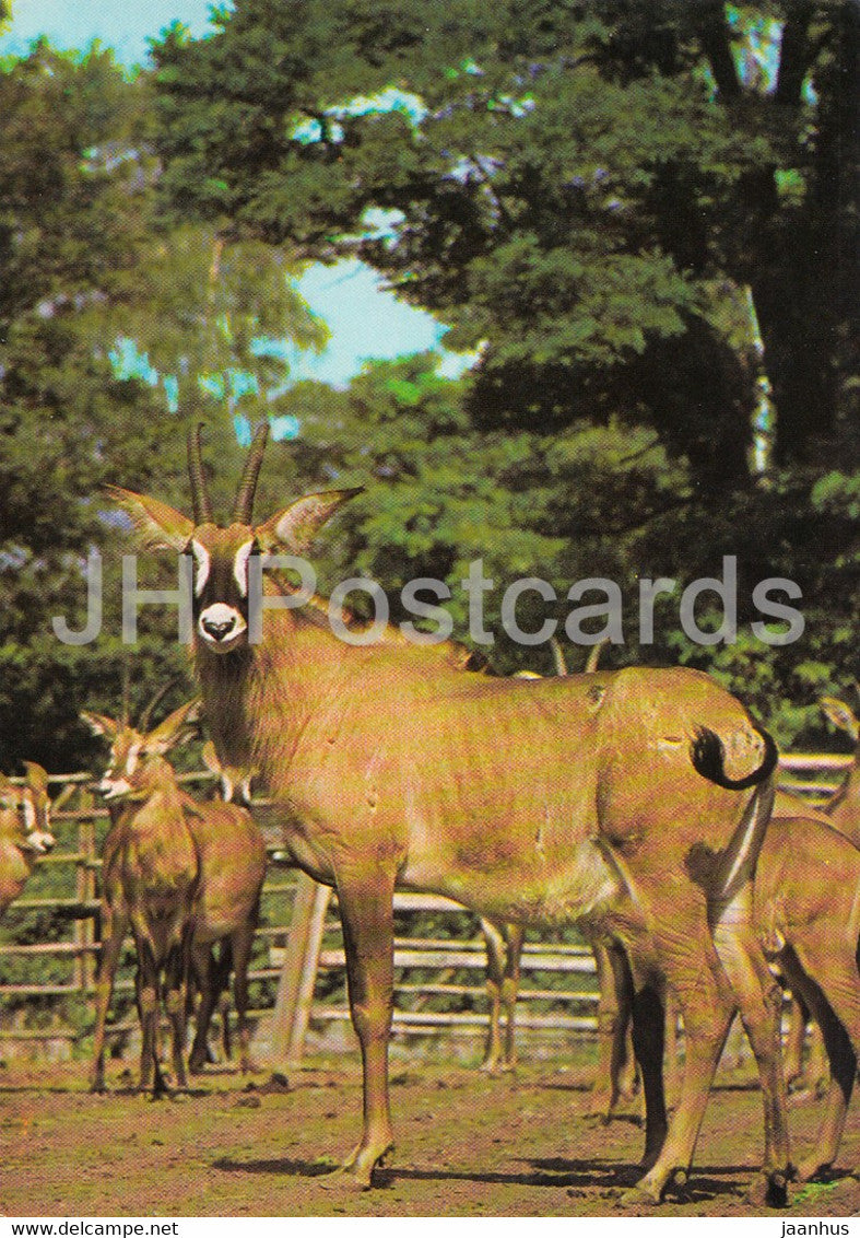 Roan Antelope - Hippotragus equinus langheldi - animals - Zoo - Czechoslovakia - unused - JH Postcards
