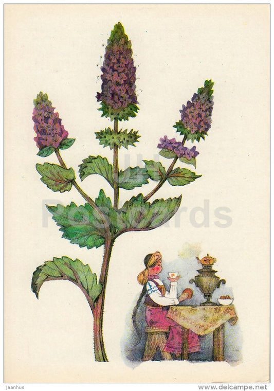 Peppermint - Spice Plants - 1983 - Russia USSR - unused - JH Postcards