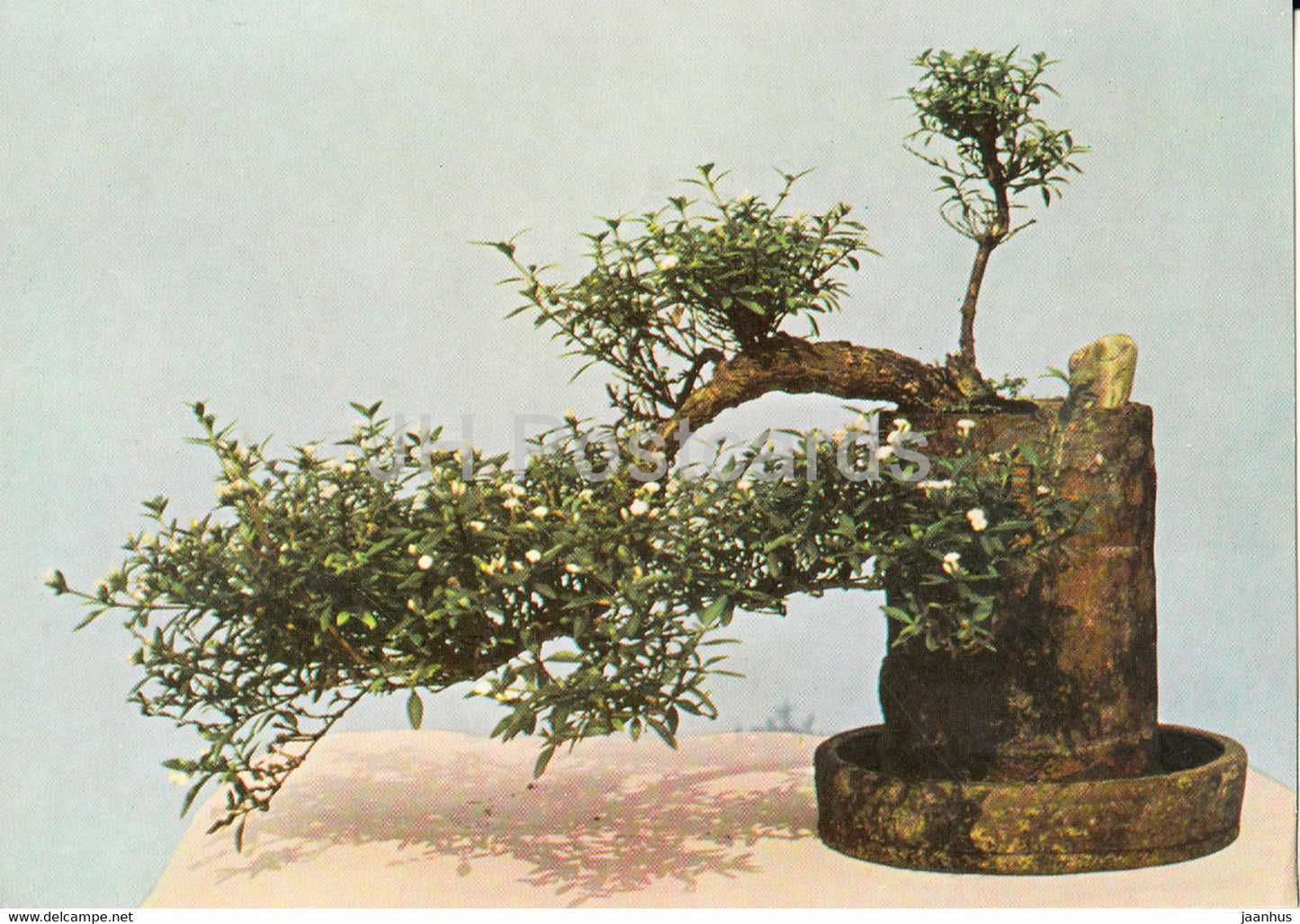 Floraison Blanche - Bonsai tree - plants - Vietnam - unused - JH Postcards